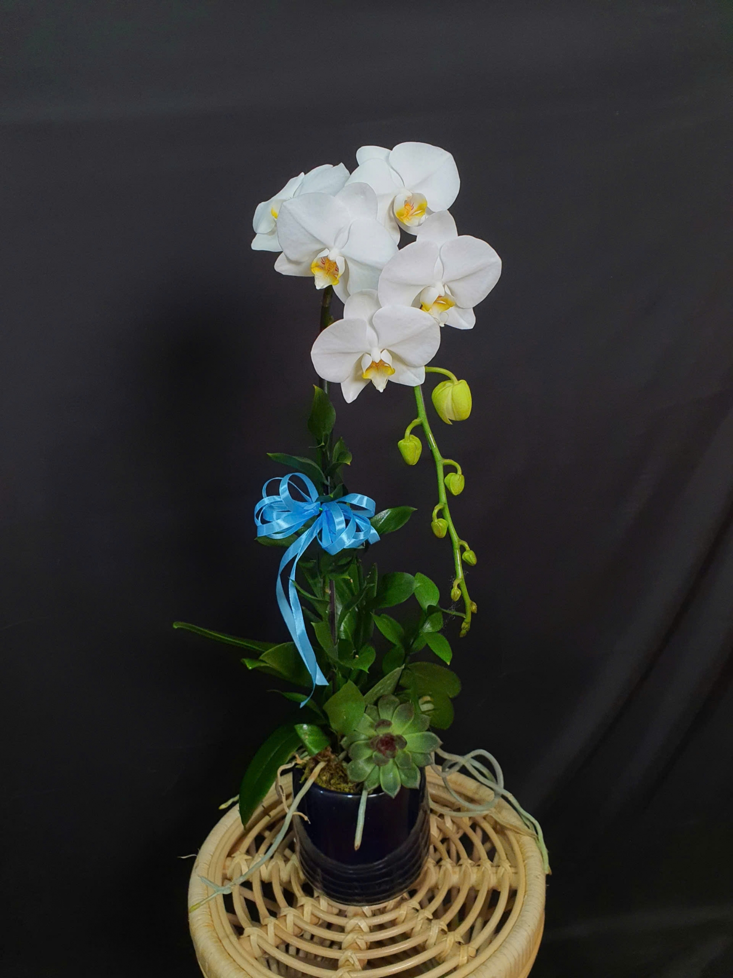 Lan Hồ Điệp Tuyết Nhẹ - LHD084