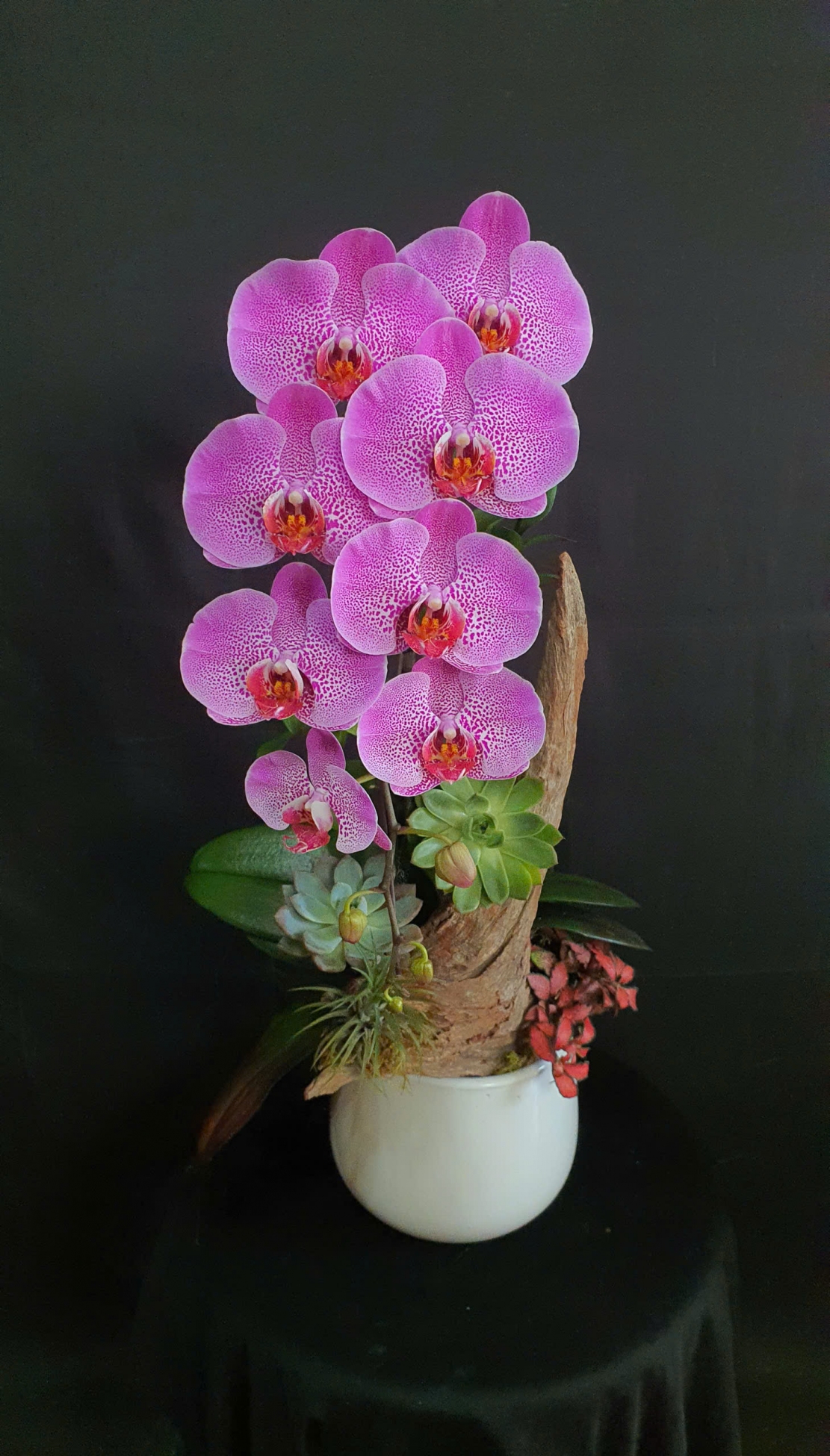 Lan Hồ Điệp Hồng Hoa Viên - LHD138