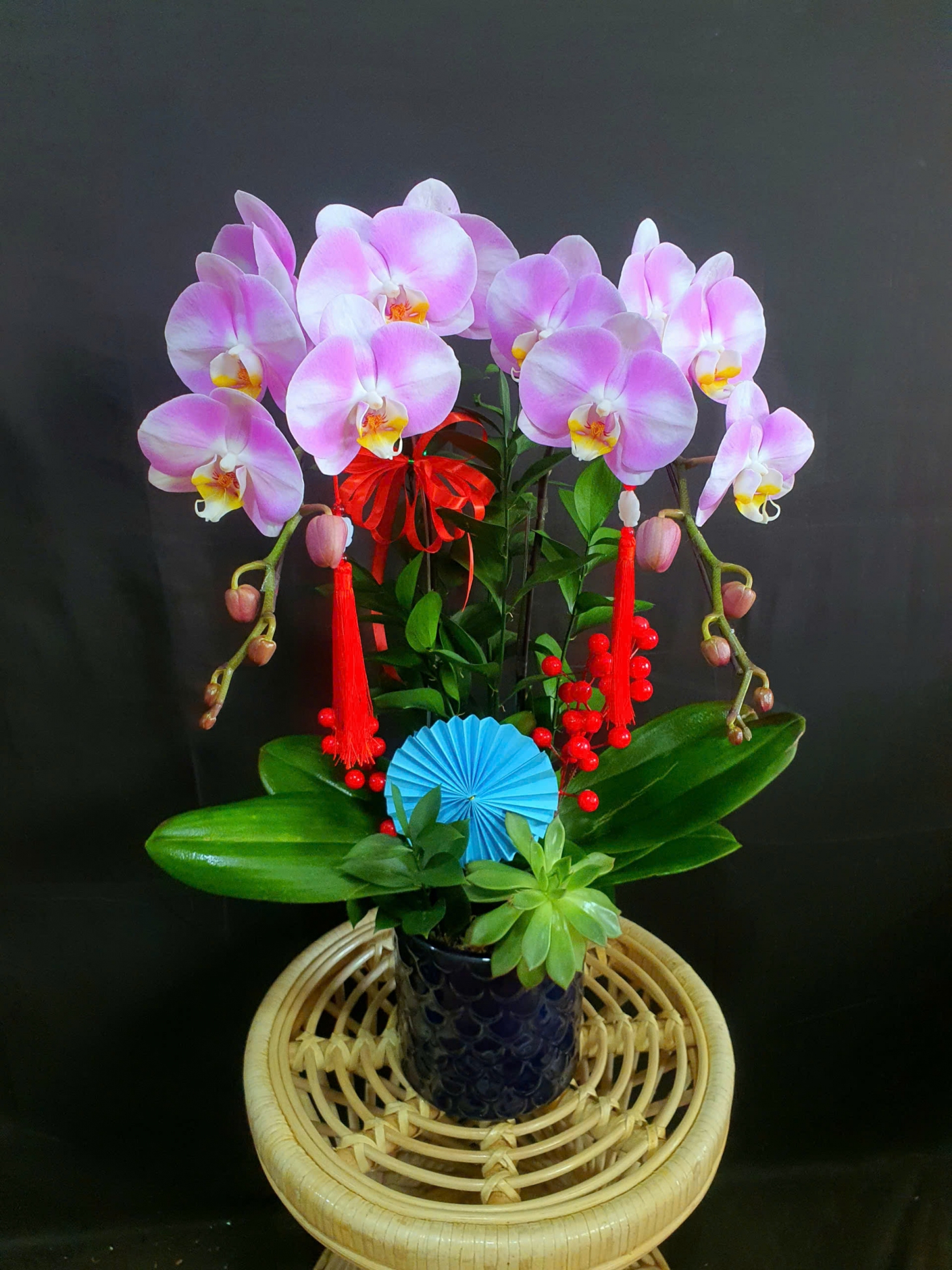 Lan Hồ Điệp Phấn Sương Thanh Hồng - LHD193