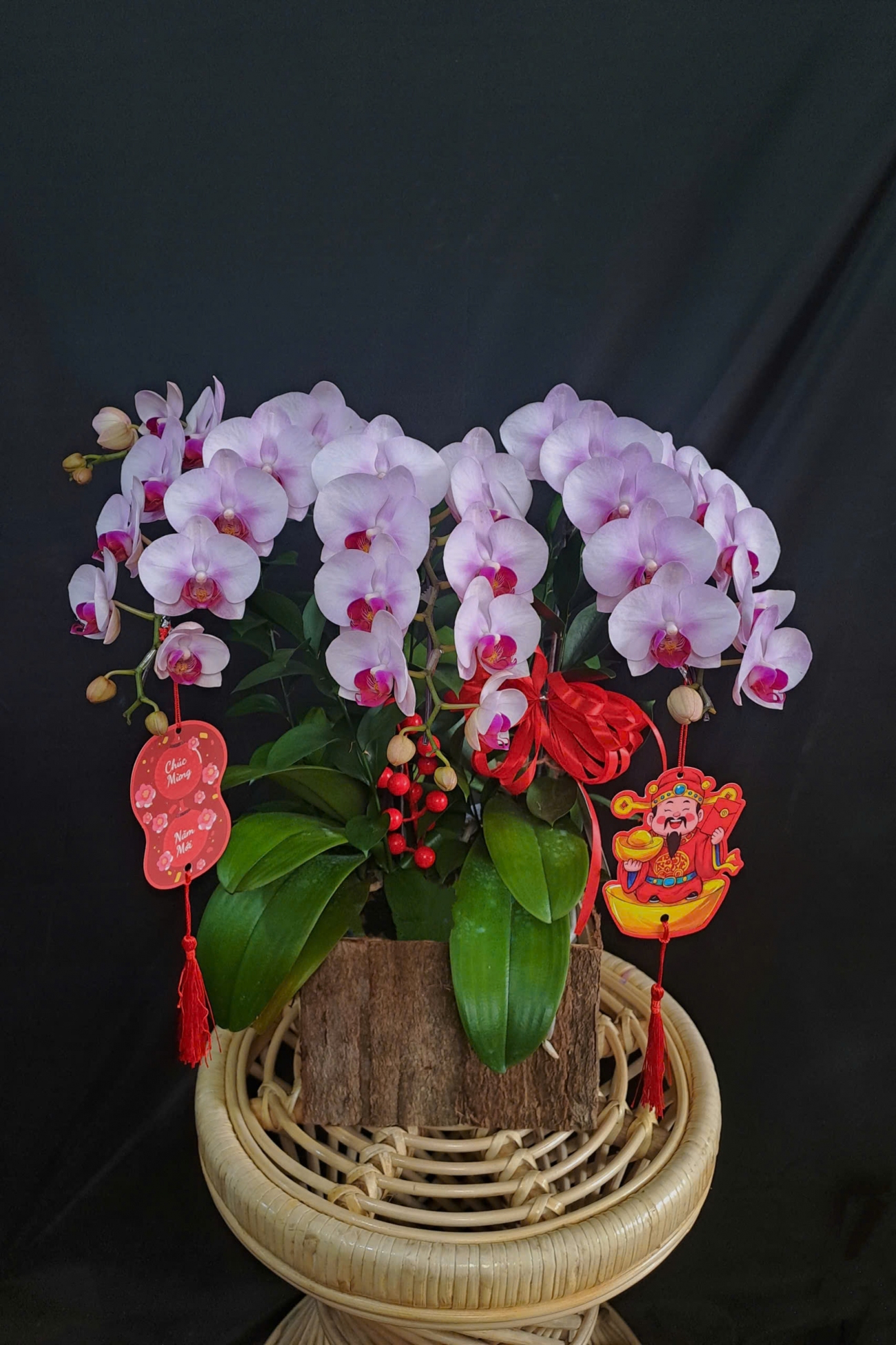 Lan Hồ Điệp Ngọc Hồng Kim Tuyết - LHD229