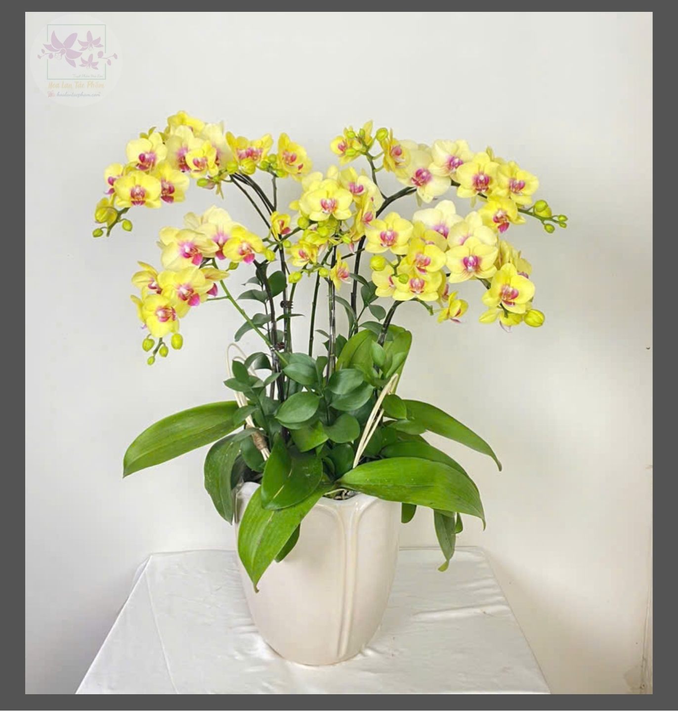 Hoa lan hồ điệp 4 cành - HD0168