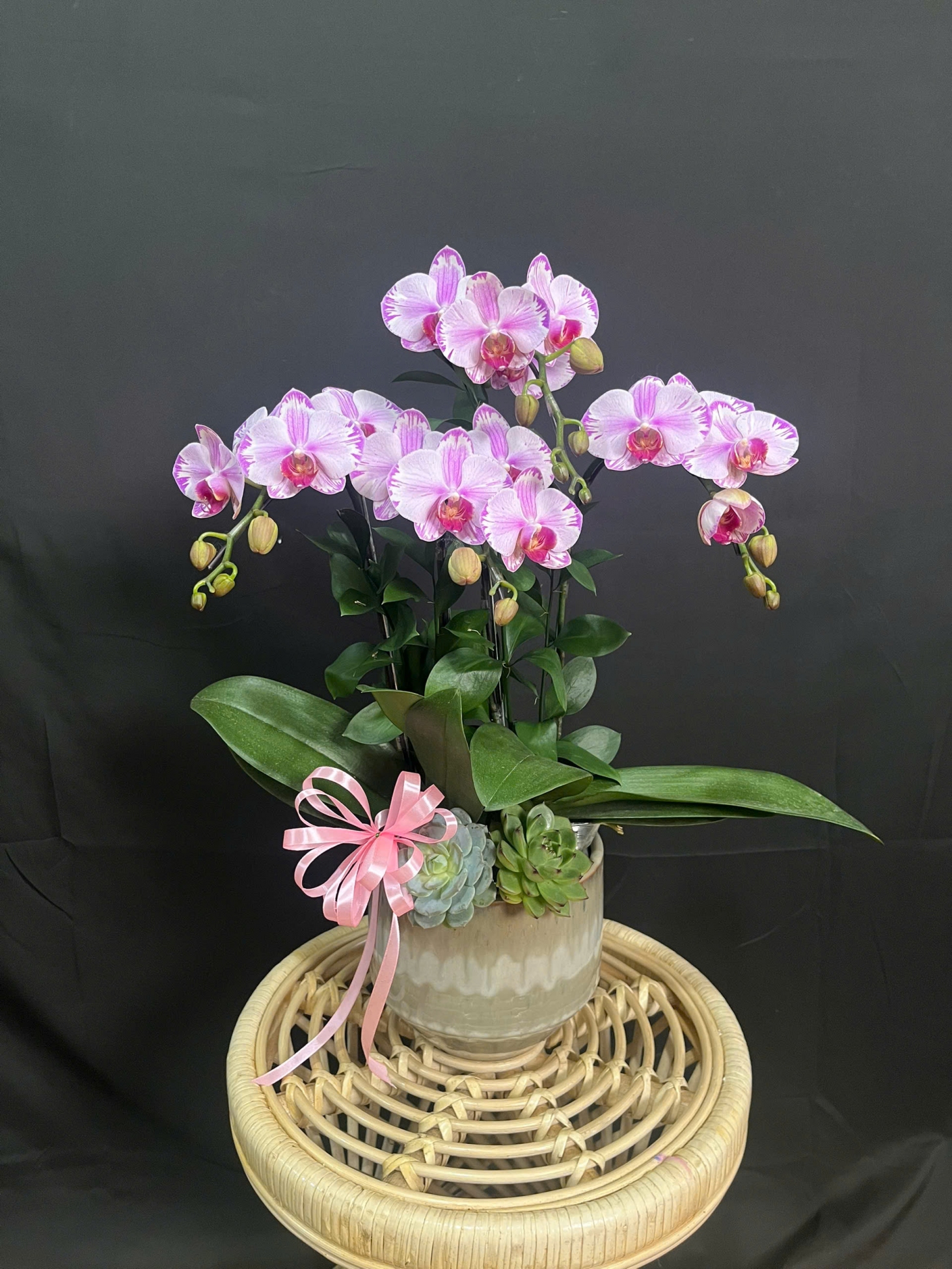 Lan Hồ Điệp Bạch Hồng Ánh - LHD168