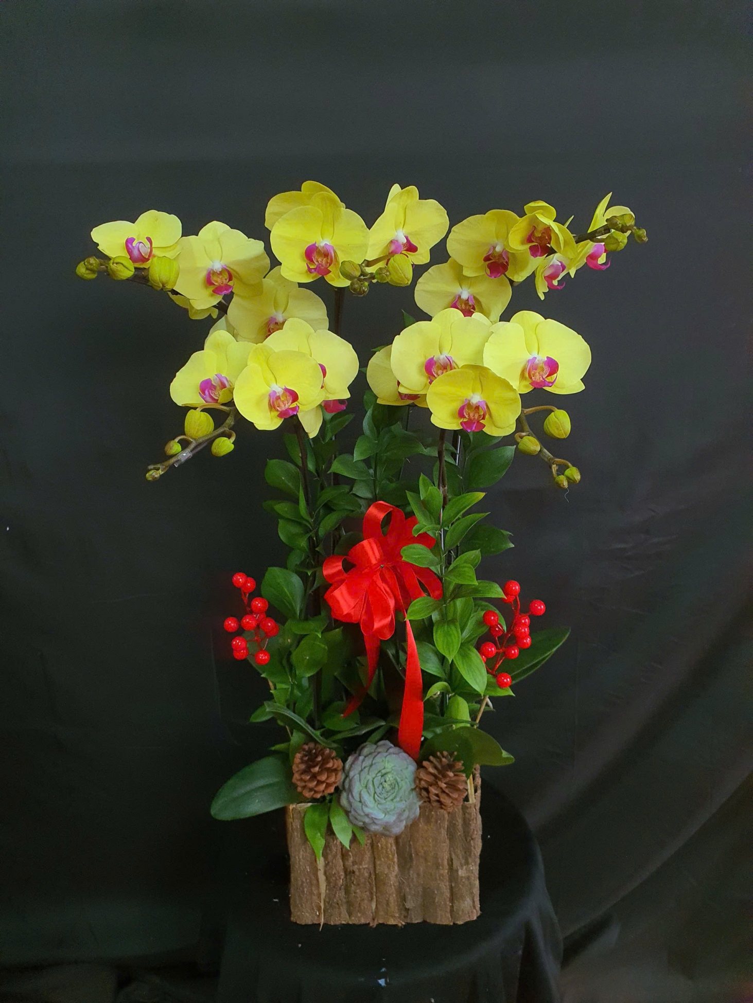 Lan Hồ Điệp Hồng Hoàng Nhật - LHD117