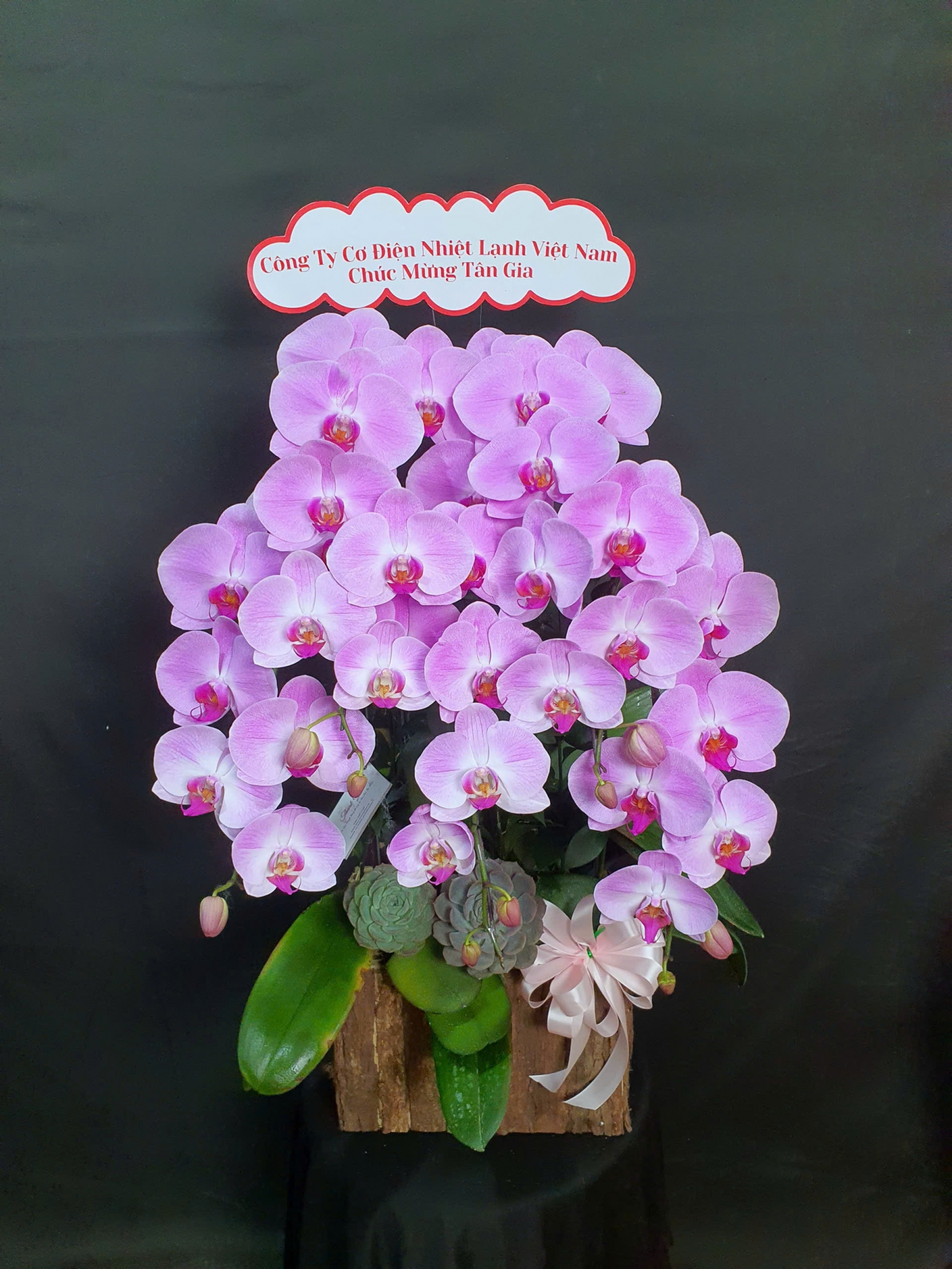 Lan Hồ Điệp Hồng Kim Anh - LHD150