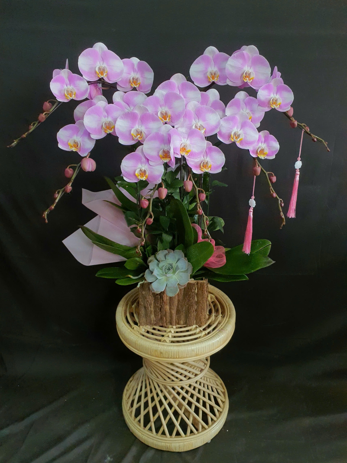 Lan Hồ Điệp Hồng Tuyết Lam - LHD169