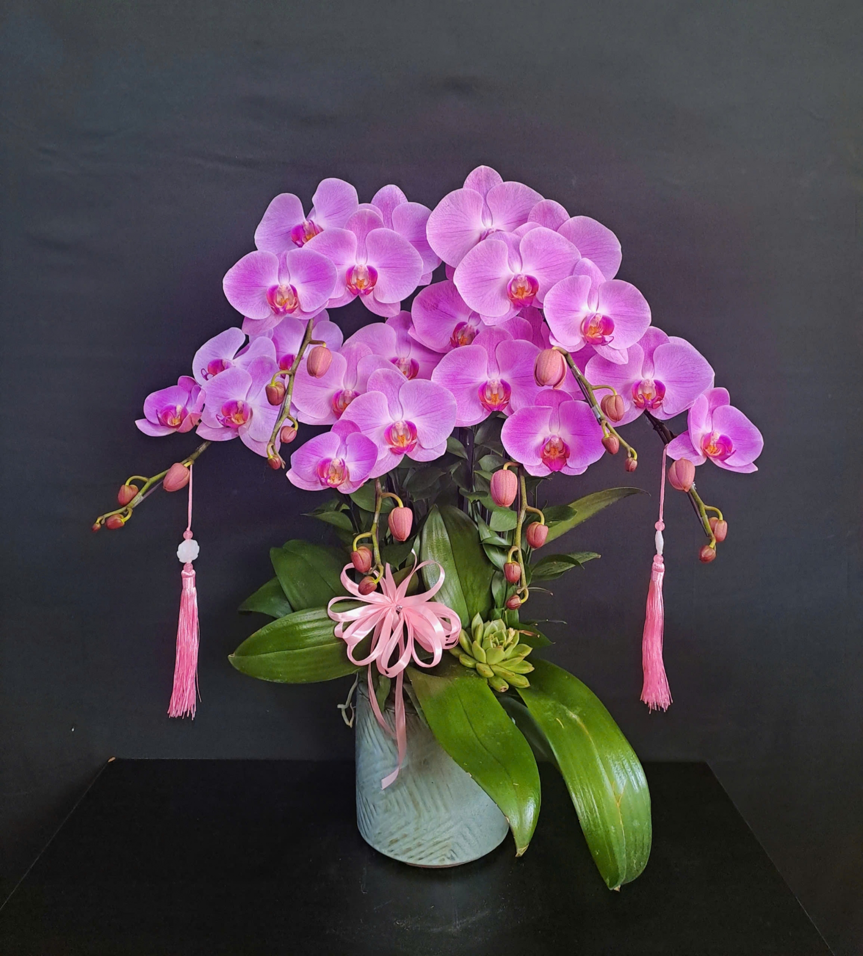 Lan Hồ Điệp Hồng Ánh - LHD231