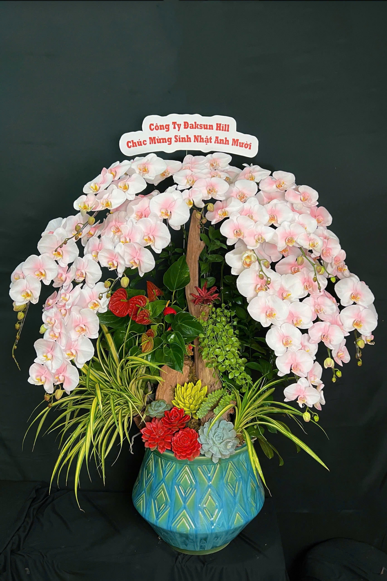 Lan Hồ Điệp Bảo Ngọc Trường Xuân - LHD028