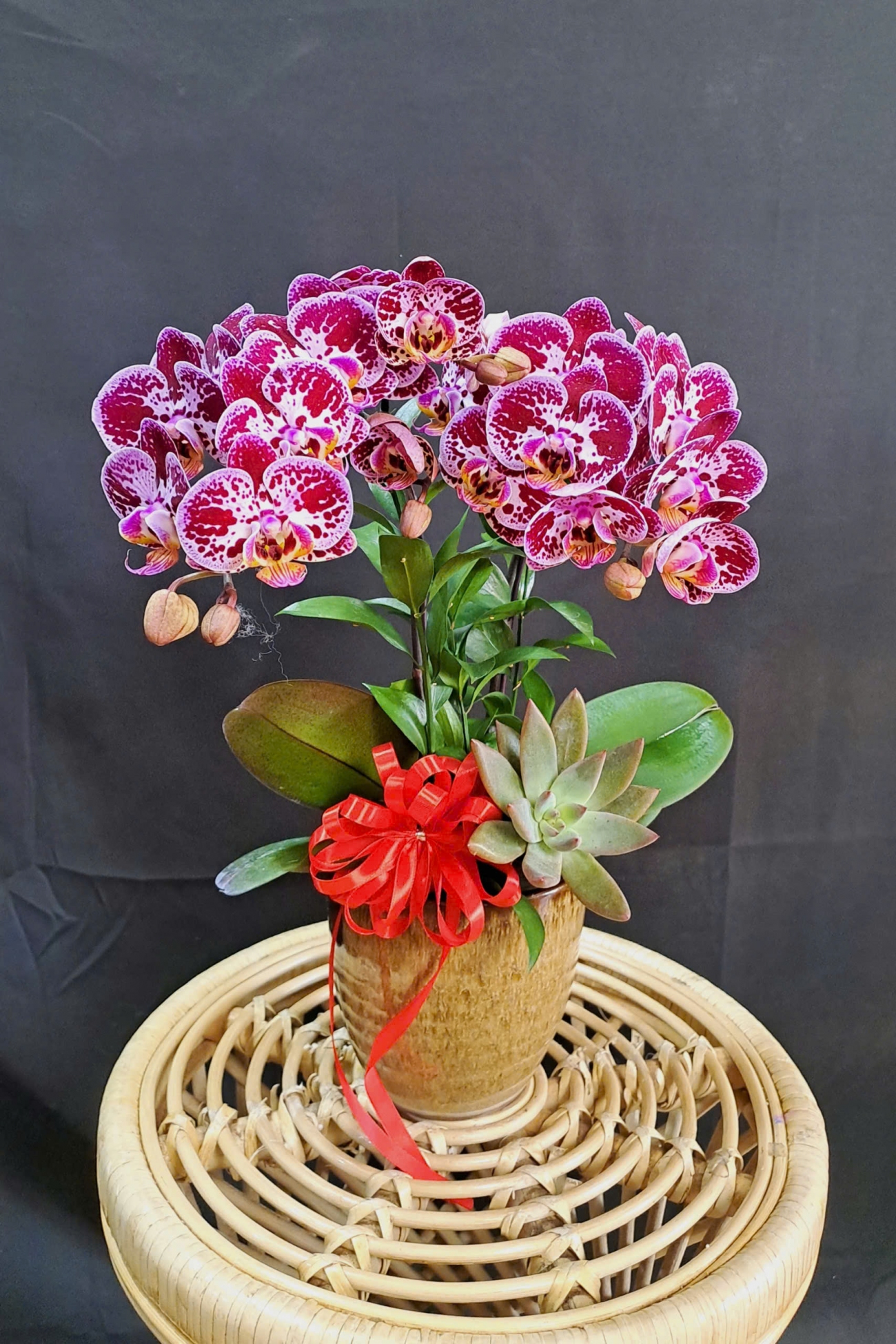 Lan Hồ Điệp Đốm Đỏ Cành Đôi - LHD421